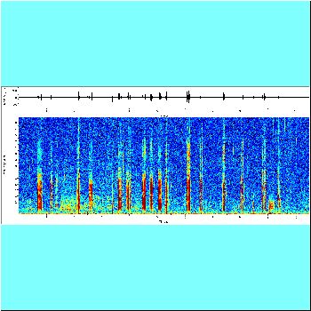 Platydoras armatulus_spectrogram.png